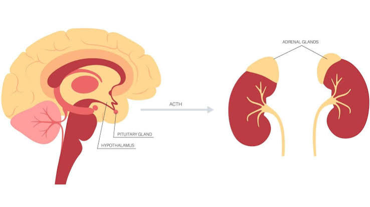 Pituitary & Adrenal Disorders
